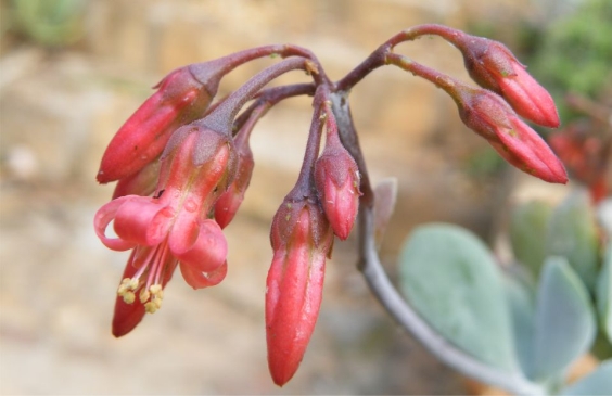 flowers of Cotyledon barbeyi var. soutpansbergensis