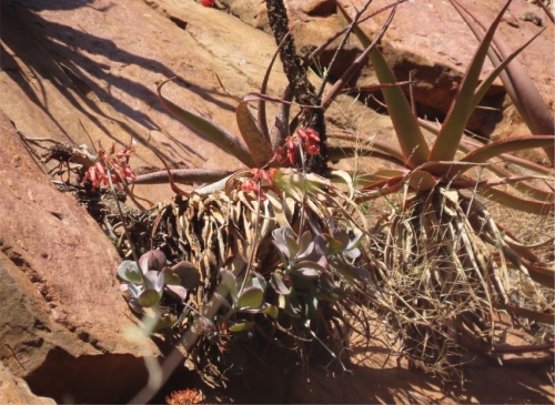 Cotyledon barbeyi var. soutpansbergensis in flower, growing with Aloe spicata on a cliff in Wyllies Poort