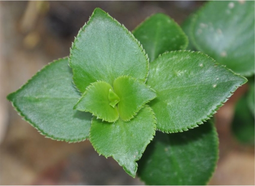 Leaves of Crassula sarmentosa var. sarmentosa 