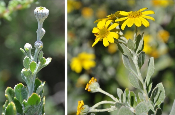 Flowering stem, showing buds and open flowerheads