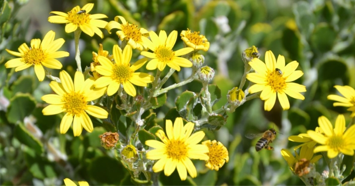 Flowerheads are visited by bees and other flying insects