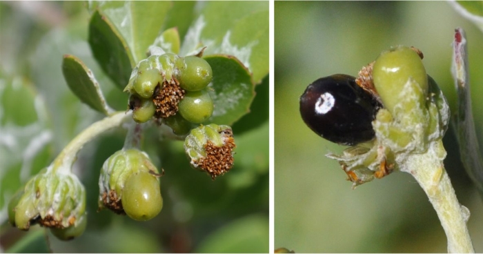 Oval fleshy fruits, purple black when ripe