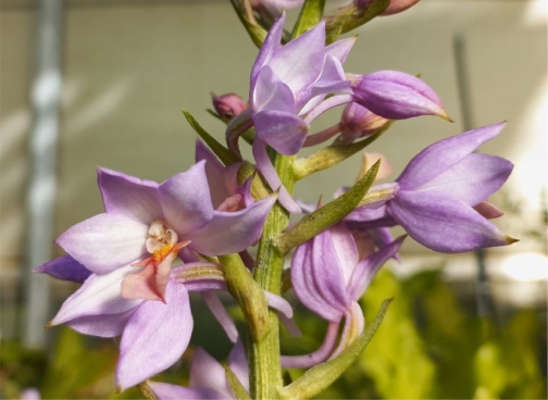 Calanthe sylvatica 