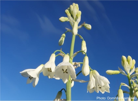 Ornithogalum princeps 