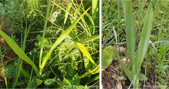 Ornithogalum princeps leaves