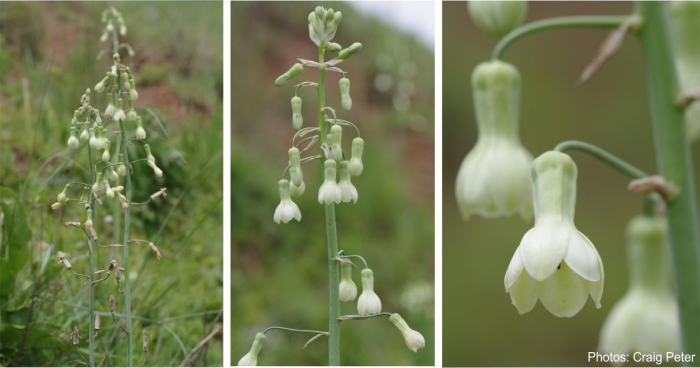 Ornithogalum princeps inflorescence and flowers