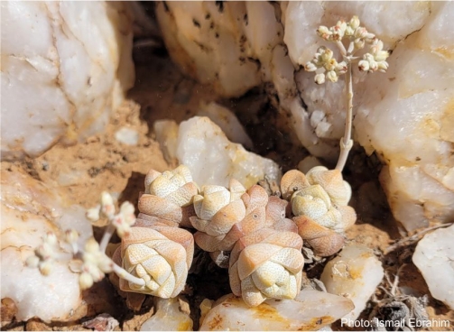 Crassula deceptor growing among quartz rocks in habitat. Photo Ismail Ebrahim