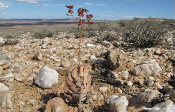 Crassula deceptor in habitat, Knersvlakte. Photo Nick Helme