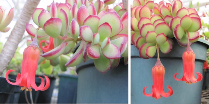 Cotyledon woodii subsp. cremnophila in cultivation at Kirstenbosch NBG