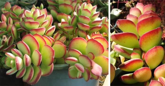 The leaves of Cotyledon woodii subsp. cremnophila 