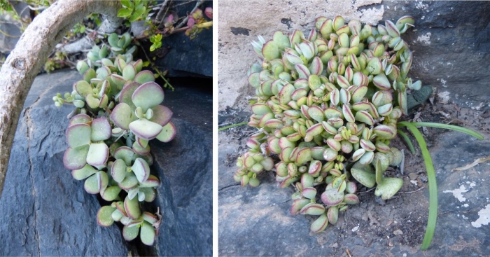 Cotyledon woodii subsp. cremnophila growing in habitat