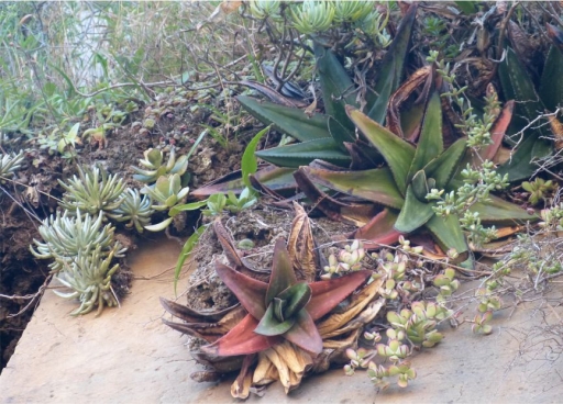 Cotyledon woodii subsp. cremnophila growing in habitat