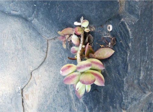 Cotyledon woodii subsp. cremnophila growing in habitat