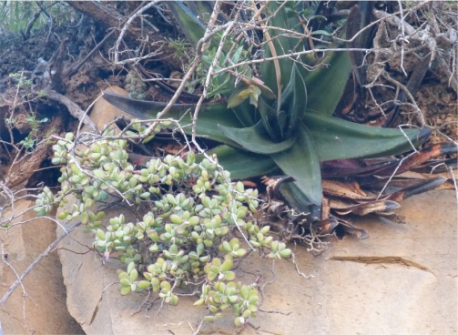 Cotyledon woodii subsp. cremnophila growing in habitat