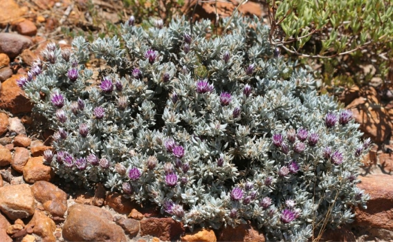 Macledium spinosum, cushion-forming shrublet. Photo Marinda Koekemoer