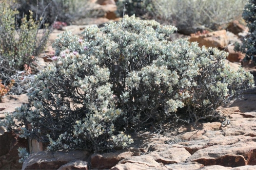 Macledium spinosum, habit. Photo Marinda Koekemoer