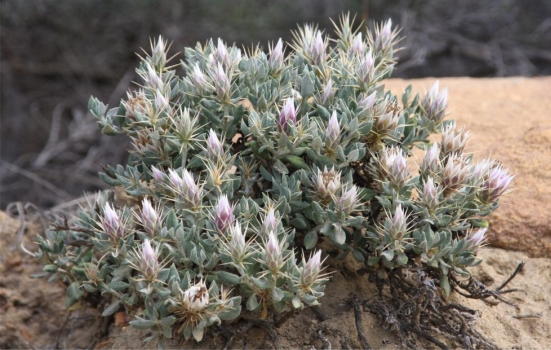 Macledium spinosum, stout spreading spines on involucral bracts. Photo Marinda Koekemoer