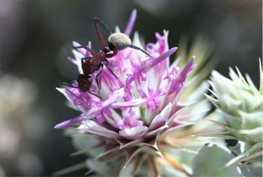 Macledium spinosum, flowerhead close with ant. Photo Marinda Koekemoer