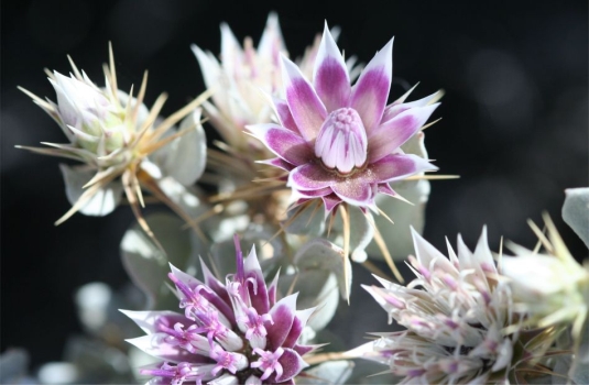 Macledium spinosum, flowerheads showing flat serrulate pappus scales. Photo Marinda Koekemoer