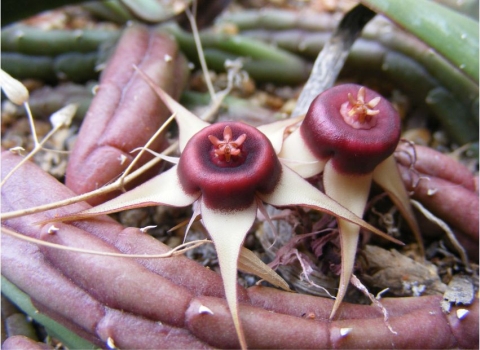 Huernia procumbens in flower  