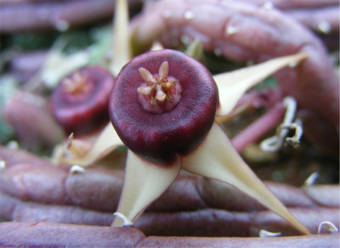 Close-up of the flower of Huernia procumbens 