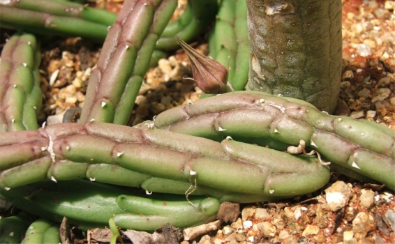 Huernia procumbens growing in the Welwitschia House