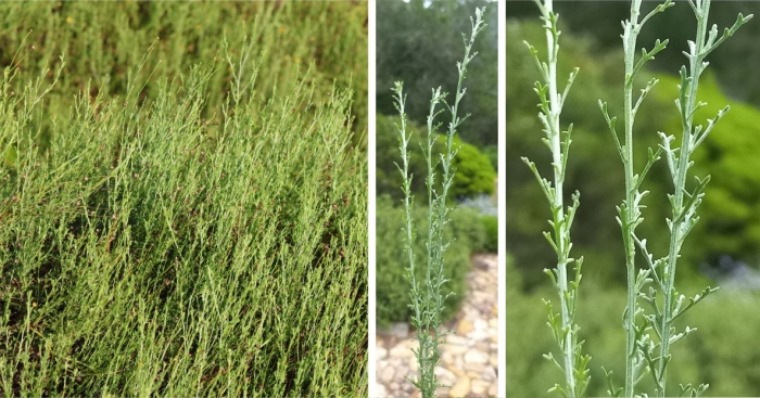 An extremely fine-leaved plant with potential as a small hedge