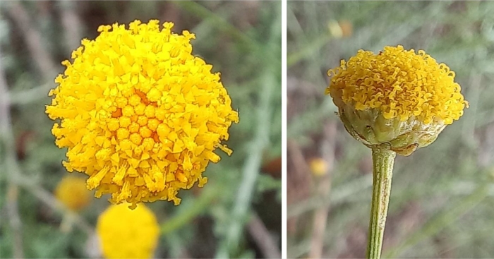 Yellow discoid flowerheads