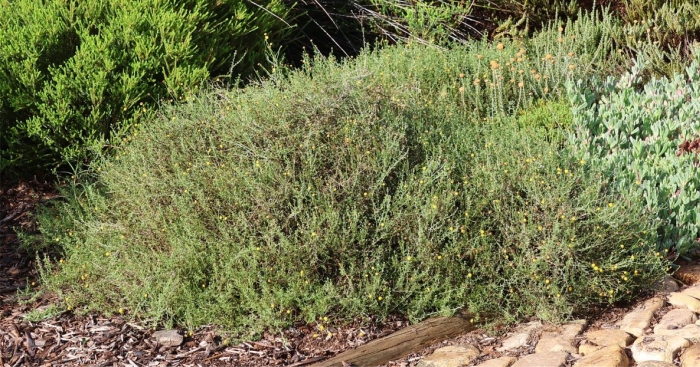 Pentzia incana growing in Kirstenbosch NBG