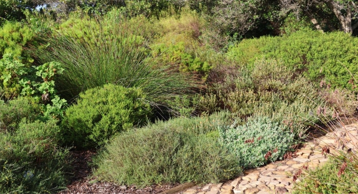 Pentzia incana growing beside Agathosma apiculata and Oscularia vredenburgensis in Kirstenbosch NBG