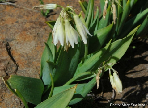 Ornithogalum viridiflorum 