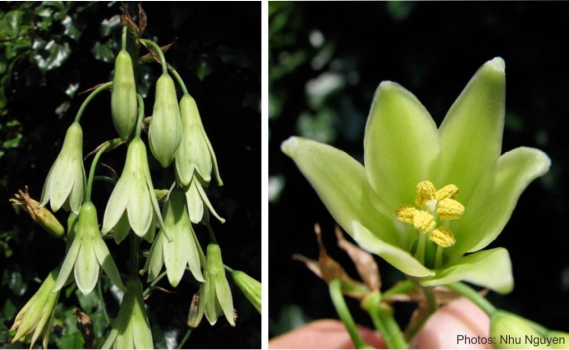 Ornithogalum viridiflorum flowers