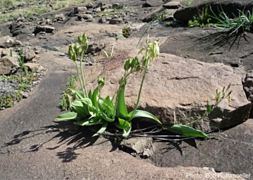 Ornithogalum viridiflorum in habitat