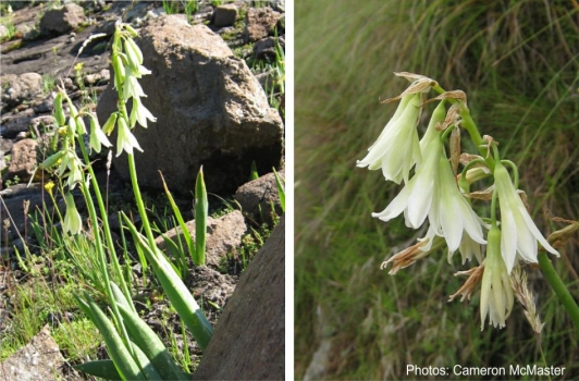 Ornithogalum viridiflorum flowering in habitat