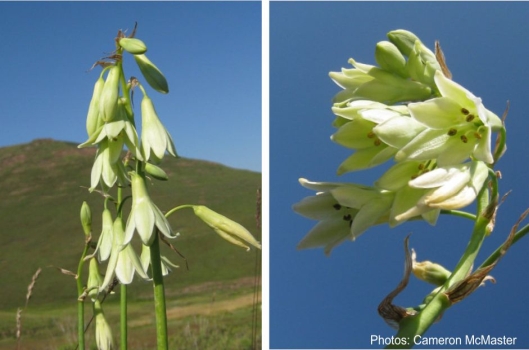 Ornithogalum viridiflorum flowers