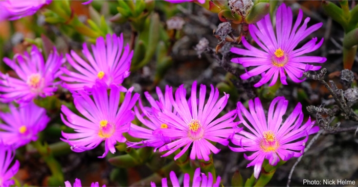 Esterhuysenia inclaudens flowers. Photo Nick Helme