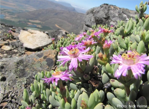 Esterhuysenia inclaudens flowers visited by insects. Photo Nick Helme