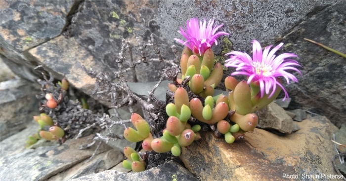 Esterhuysenia inclaudens plant in habitat. Photo Shaun Pieterse