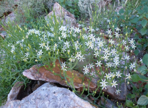 Bowiea gariepensis in full flower, growing on a rocky scree 