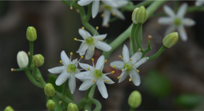 Flowers of Bowiea gariepensis, Kirstenbosch NBG