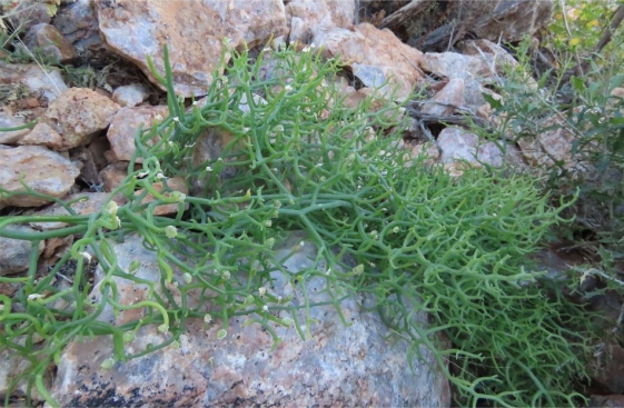 Bowiea gariepensis with developing fruits