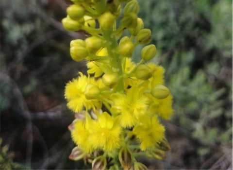 Bulbine angustifolia