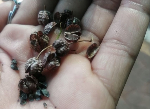 Bulbine angustifolia seeds