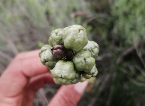 Bulbine angustifolia seed capsules