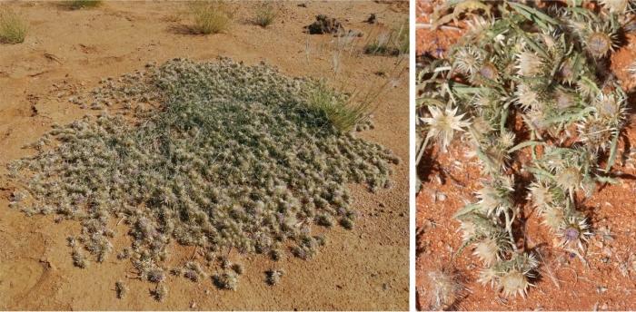 Dicoma capensis habit. Photo Marinda Koekemoer