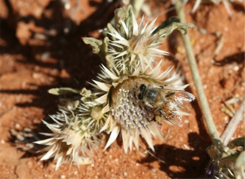 A bee visiting a Dicoma capensis flowerhead. Photo Marinda Koekemoer