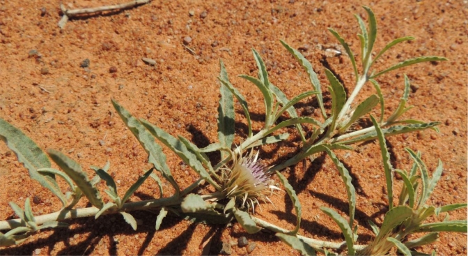 Dicoma capensis stem showing leaves. Photo Marinda Koekemoer