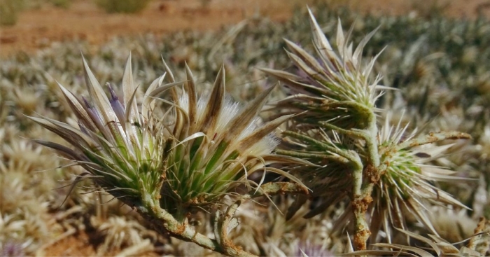 Dicoma capensis involucral bracts. Photo Marinda Koekemoer