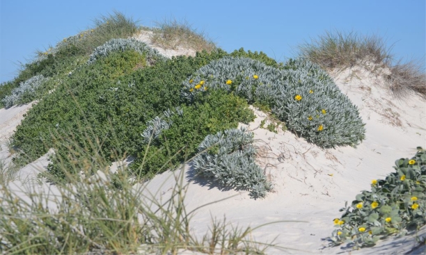 Didelta carnosa var. tomentosa thriving in its typical dune habitat close to the sea