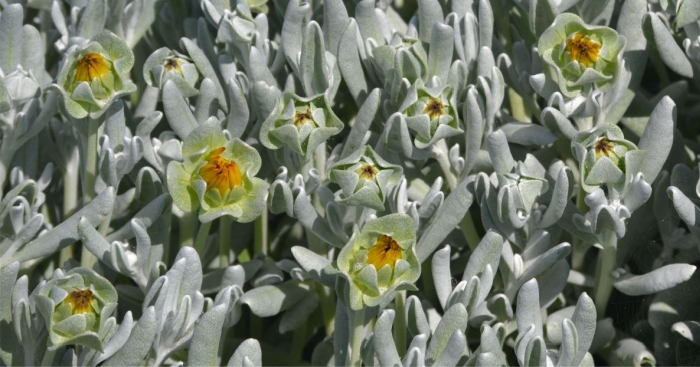 in bud, showing the distinctive triangular bracts around the flowerhead